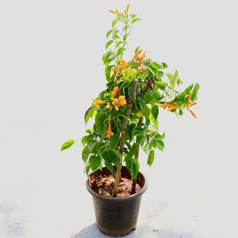 Begonia Vanusta / Flame vine (any colour) in 8 Inch Nursery Pot