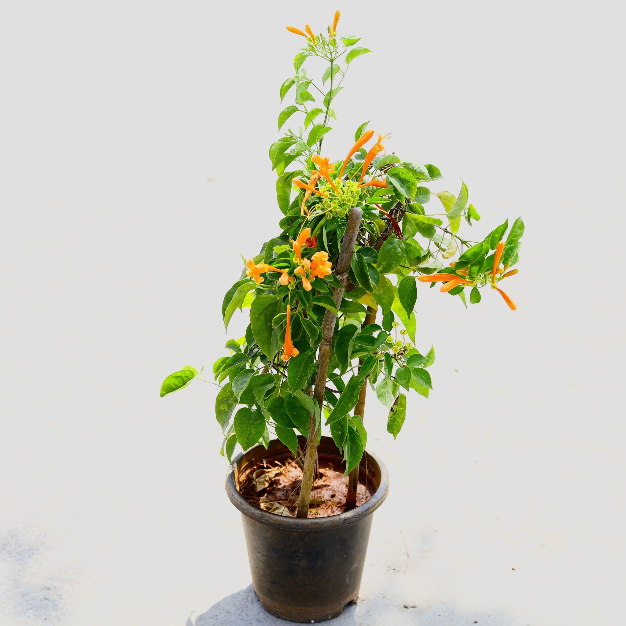 Begonia Vanusta / Flame vine (any colour) in 8 Inch Nursery Pot