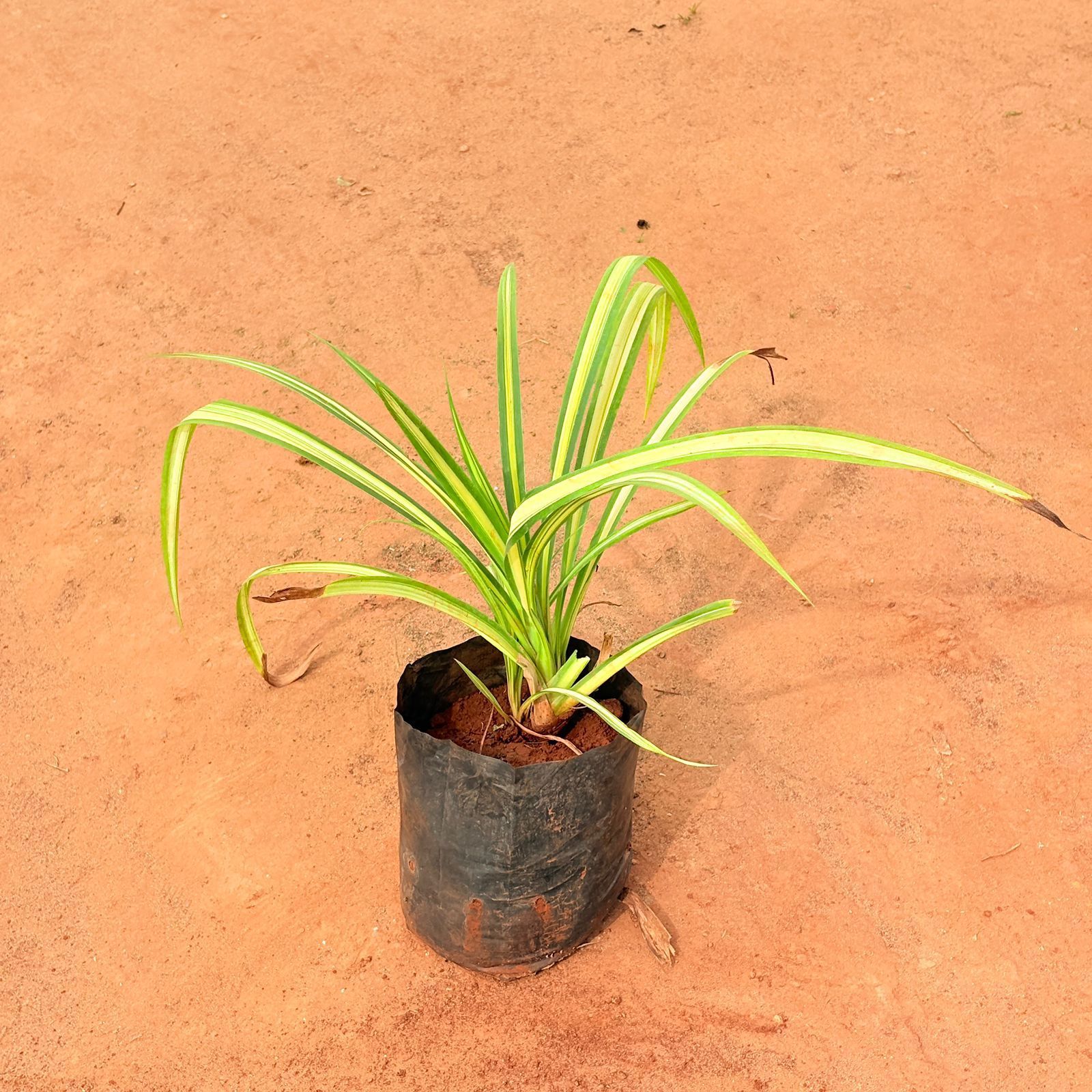 Pandanus / Screwpine in 6 inch Nursery Bag