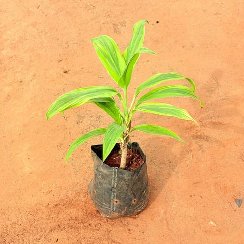 Dracaena Tropical Ribbon in 6 Inch Nursery Bag