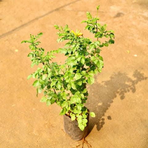 Honeysuckle (any colour) in 6 Inch Nursery Bag
