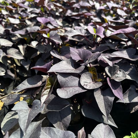 Set of 10 - Ipomea Sweet Potato Vine in 3 inch Nursery bag