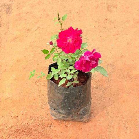 Kashmiri Rose / Gulab Red in 6 Inch Nursery bag