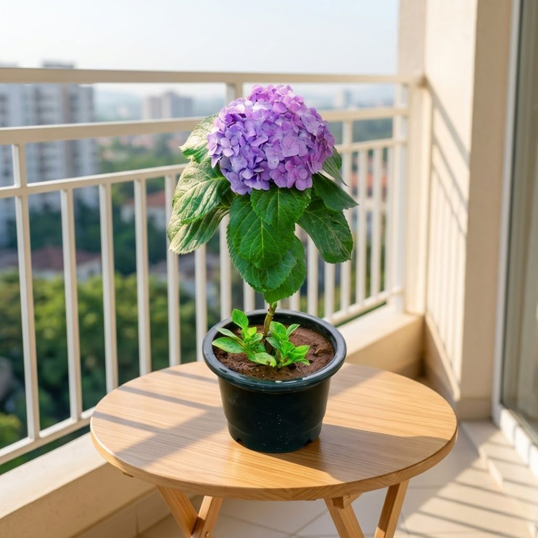 Rare Hydrangea (Any Colour) in 5 Inch Nursery Pot