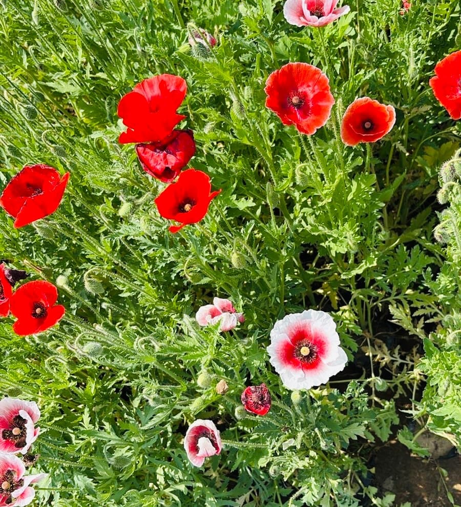 Set of 3 Poppy Plant in 4 inch nursery bag