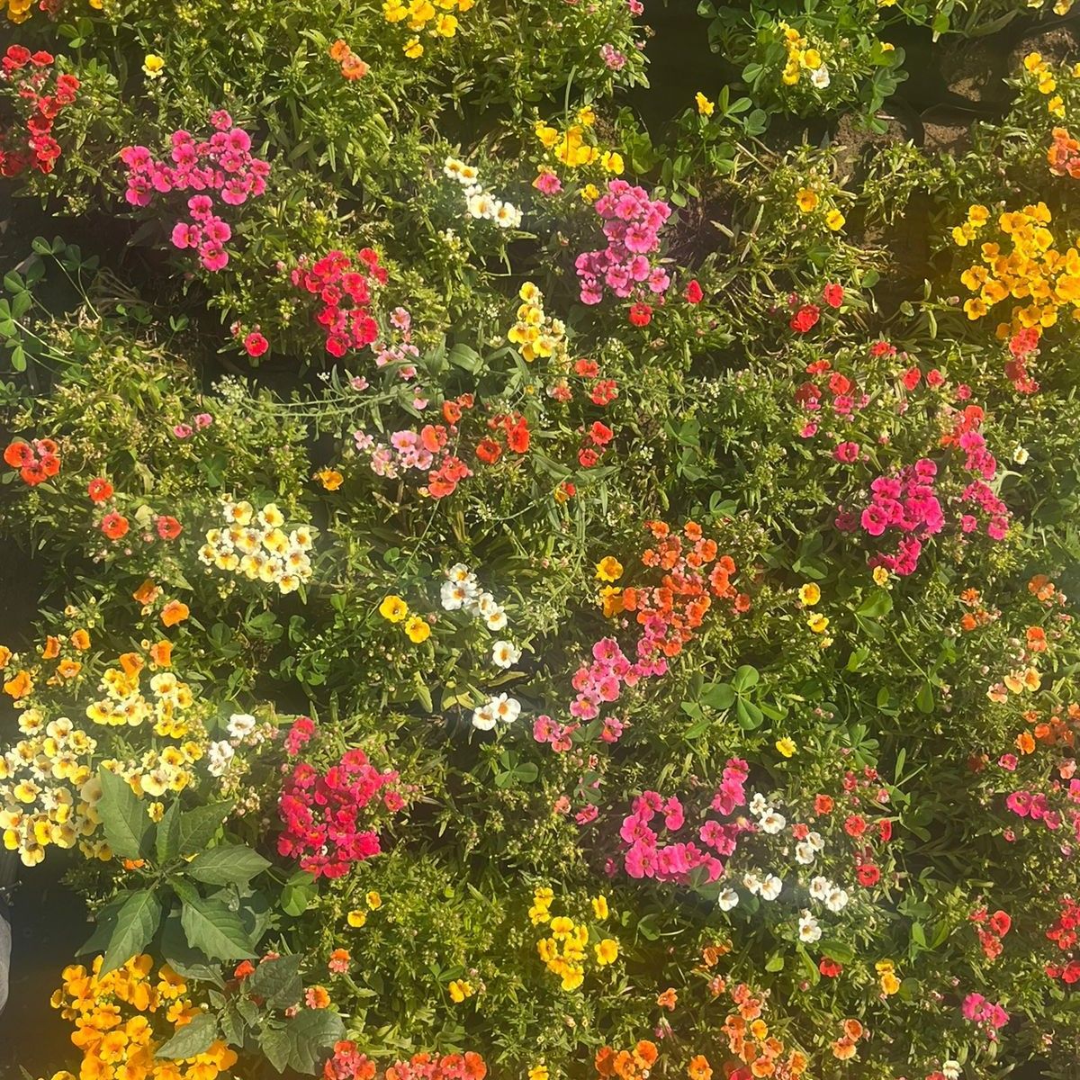 Exotic Nemesia Flower in 3 Inch Nursery Bag