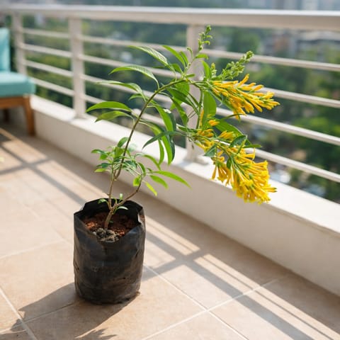 Raat Ki Rani / Night Blooming Jasmine Yellow Pune in 6 inch Nursery Bag