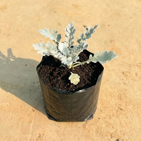 Silver Dust in 3 inch Nursery Bag