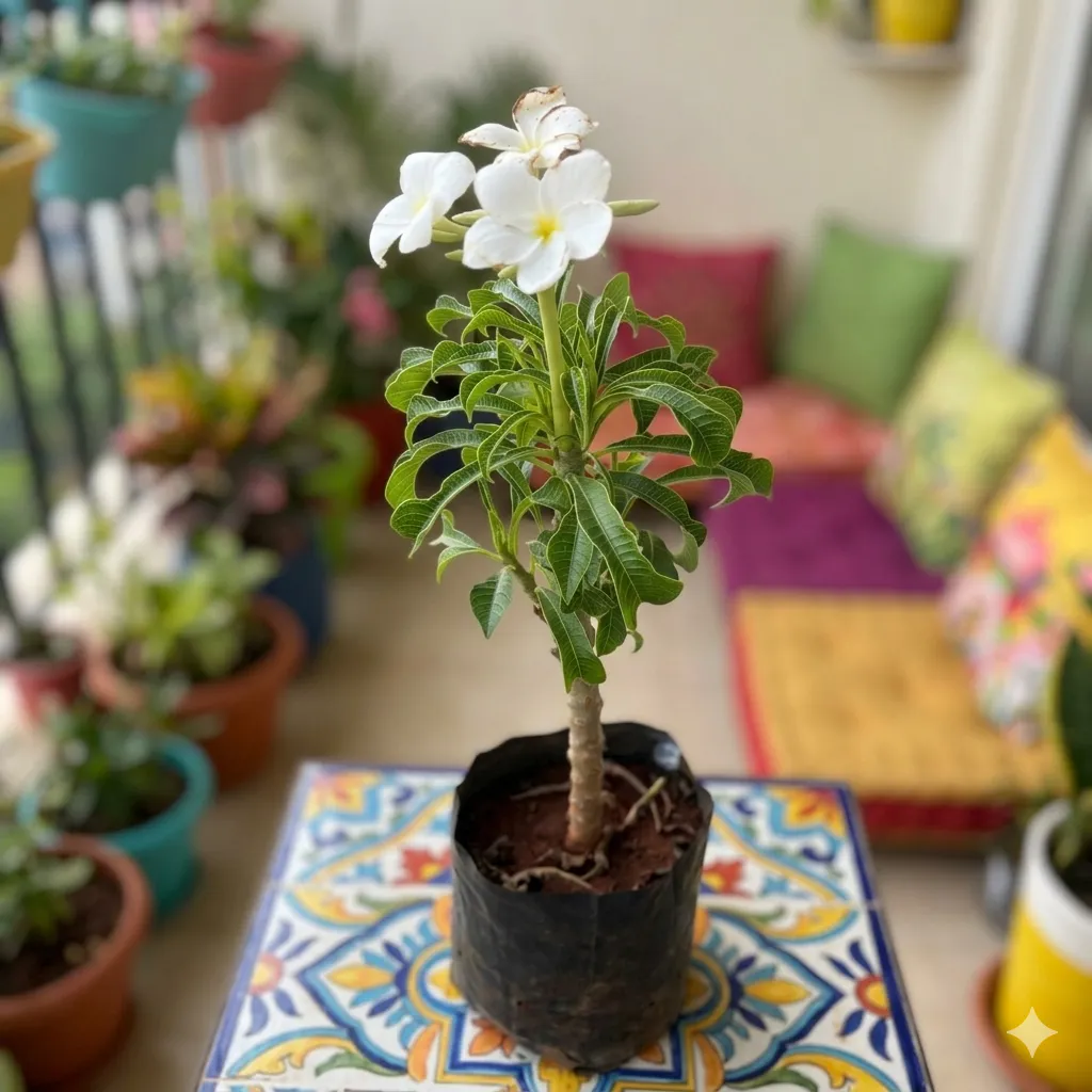 Naag Champa / Plumeria in 6 Inch Nursery Bag