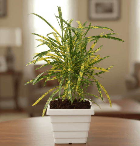 Chironji Croton Gold Star in 4 Inch White Marble Premium Orchid Premium Square Plastic Pot