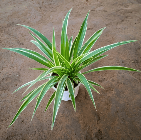 Spider Plant in 5 Inch Nursery Pot Any colour