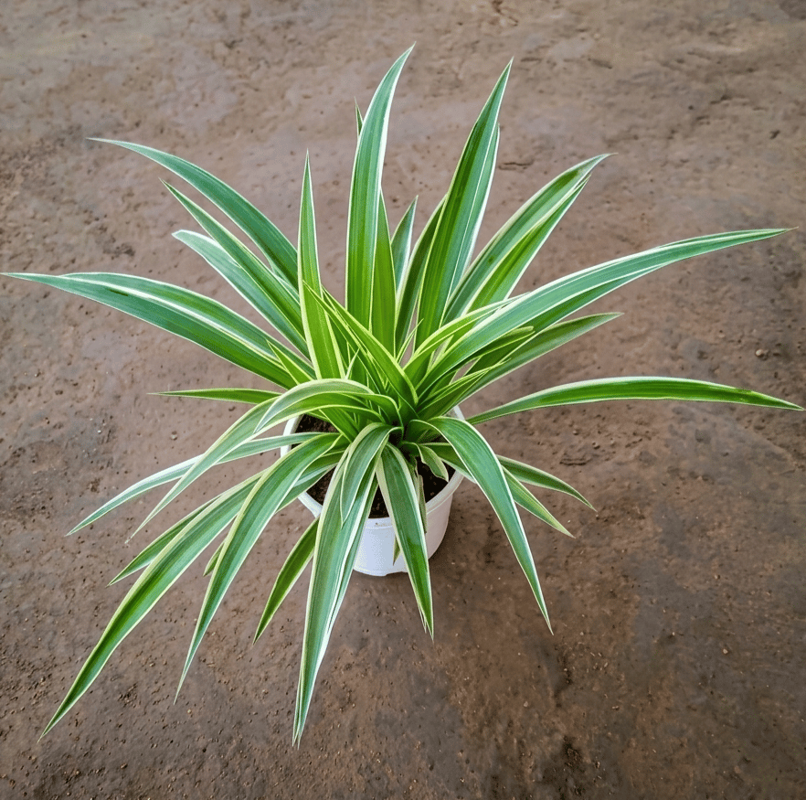 Spider Plant in 5 Inch Nursery Pot Any colour