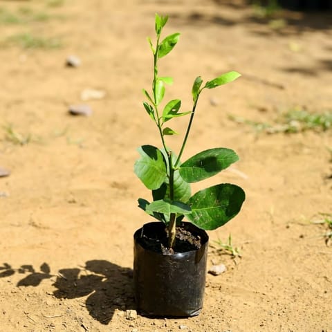 Kagzi Lemon in 3 Inch Nursery Bag
