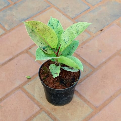 Rubber Green in 5 Inch Nursery Pot