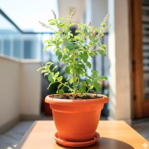Rama Tulsi in 7 Inch Classy Red Plastic Pot with Tray