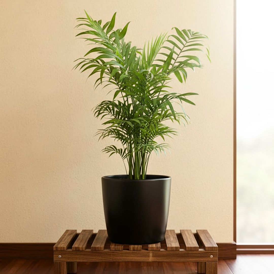 Chameadorea Palm in 4 Inch Nursery Pot