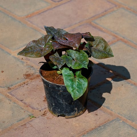 Syngonium Bronze in 4 Inch Nursery Pot