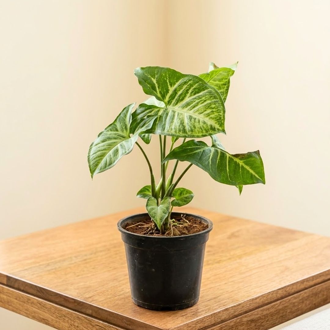 Syngonium Green Arrowhead in 4 Inch Nursery Pot