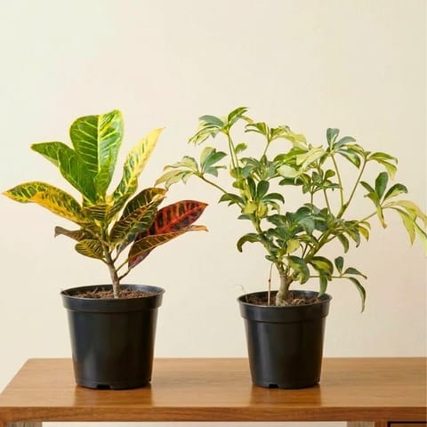 Set of 2 - Schefflera Variegated & Croton Petra in 5 Inch Nursery Pot