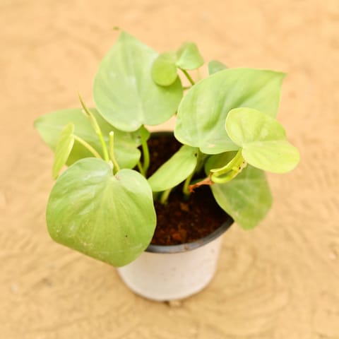 Air Purifying - Oxycardium Green in 4 Inch Nursery Pot
