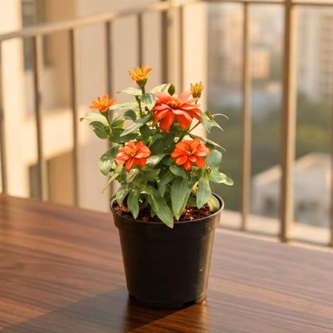 Zinnia Orange in 5 Inch Nursery Pot