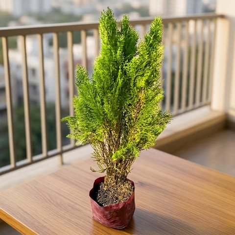 Morpankhi (~ 3 Ft) in 8 Inch Nursery Bag | Vastu & Good Luck Plant