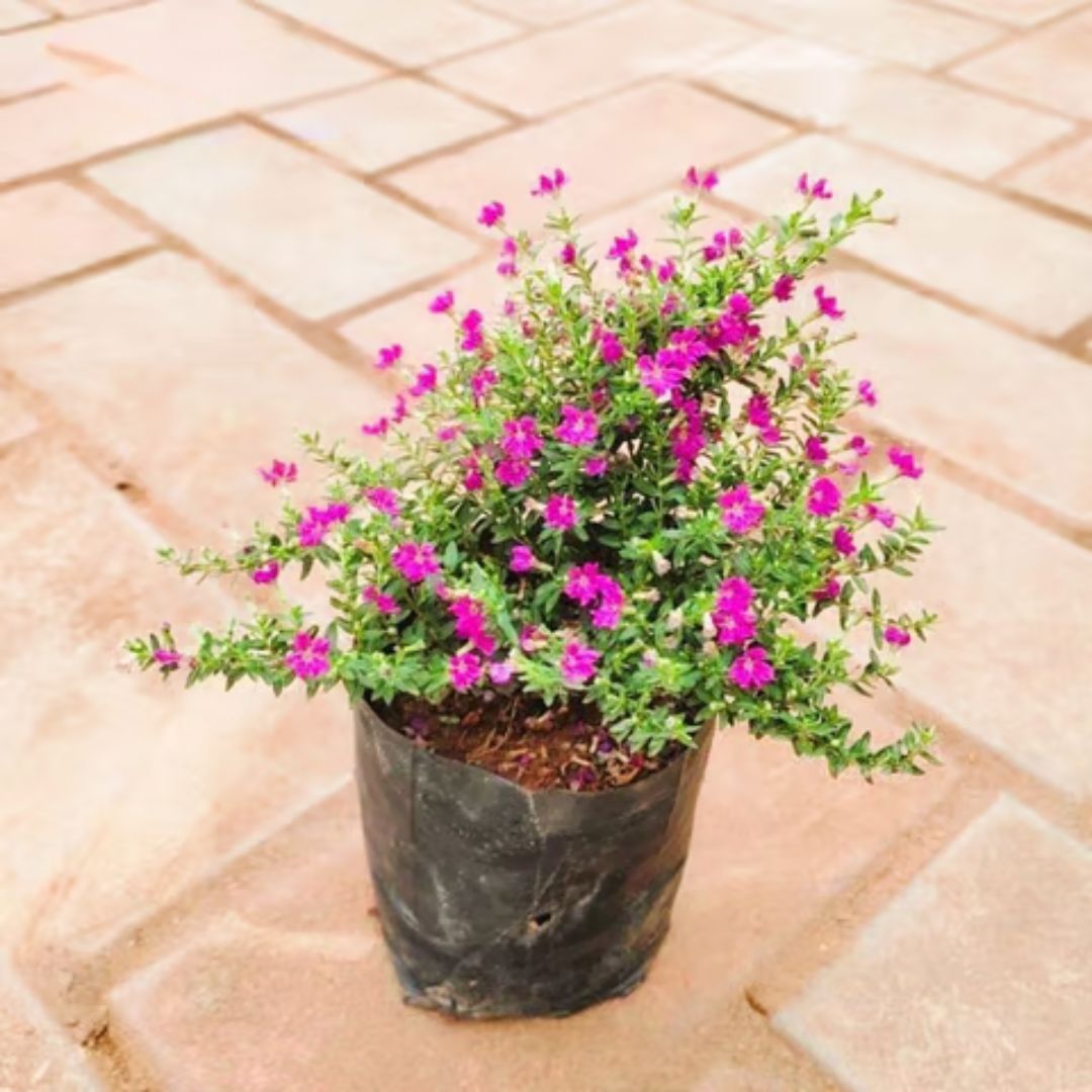 Cuphea / False Heather (any colour) in 5 Inch Nursery Bag