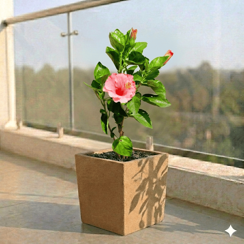 Hibiscus Pink in 8 X 8 Inch Sandstone Premium Kyvos Fiberglass Planter