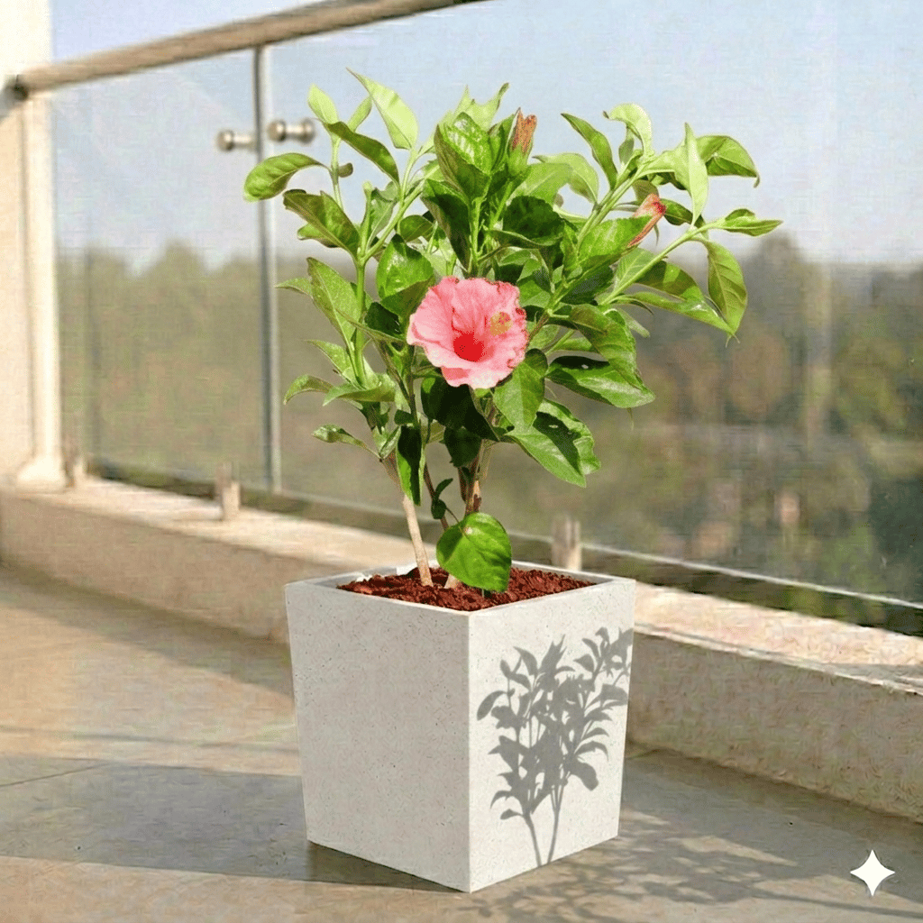 Hibiscus Pink in 8 X 8 Inch White Premium Kyvos Fiberglass Planter