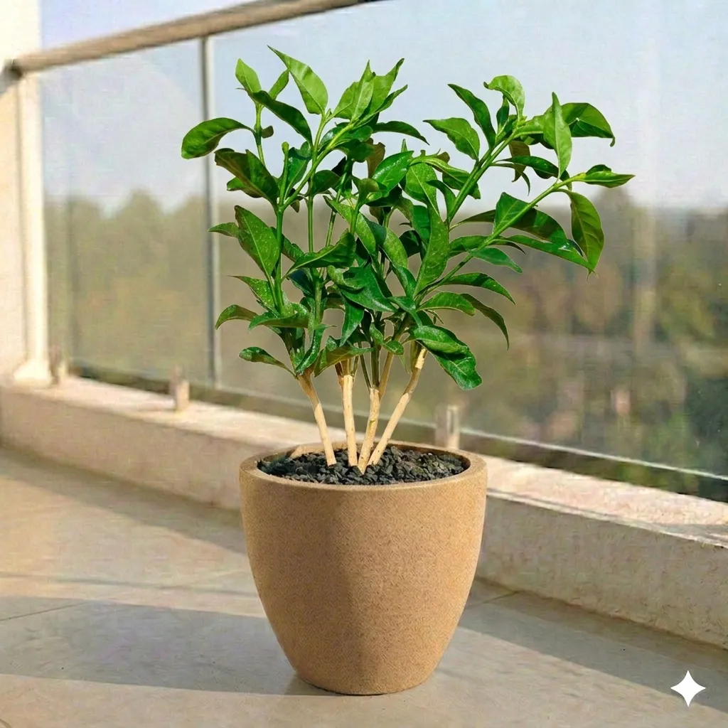 Hibiscus Red in 10 X 10 Inch Sandstone Premium Convessa Fiberglass Planter