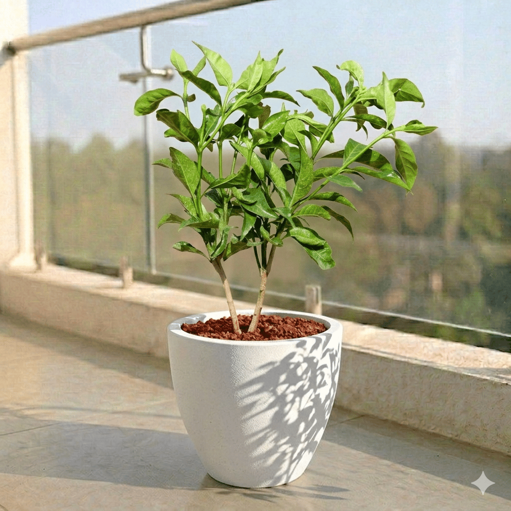 Hibiscus Red in 10 X 10 Inch White Premium Convessa Fiberglass Planter