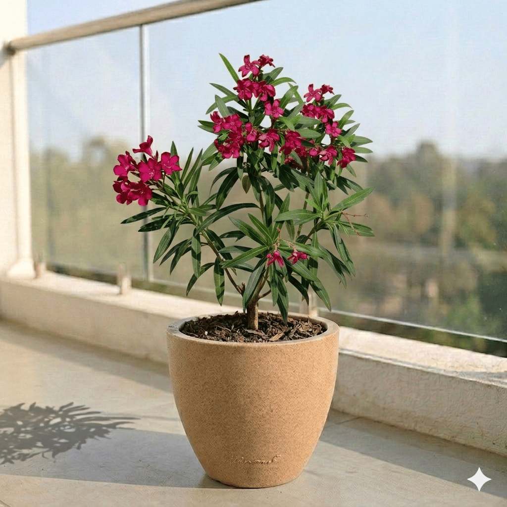 Kaner Red in 10 X 10 Inch Sandstone Premium Convessa Fiberglass Planter