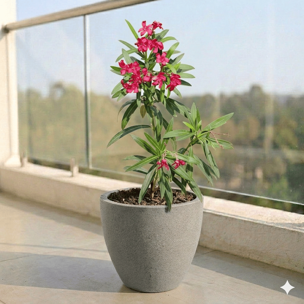 Kaner Red in 10 X 10 Inch Grey Premium Convessa Fiberglass Planter