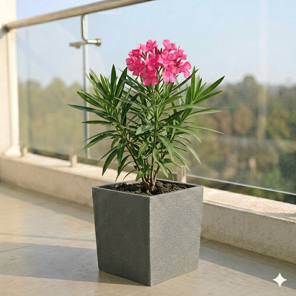 Kaner Red in 8 X 8 Inch Grey Premium Kyvos Fiberglass Planter