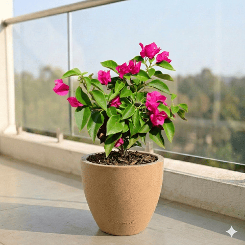 Bougainvillea Pink Dwarf in 08 X 08 Inch Live Fresh Plant Sandstone Premium Convessa Fiberglass Planter in Gorai