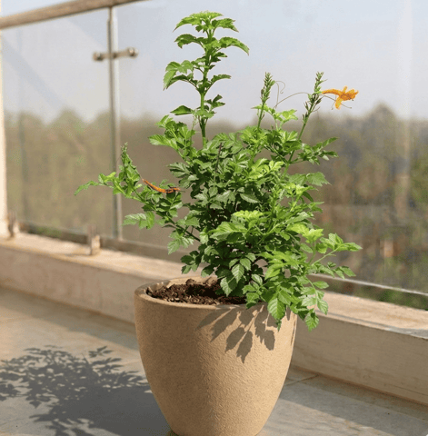 Tecoma Orange in 10 X 10 Inch Live Plant Sandstone Premium Convessa Fiberglass Planter