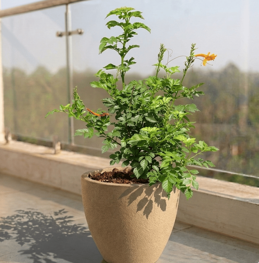 Tecoma Orange in 10 X 10 Inch Sandstone Premium Convessa Fiberglass Planter