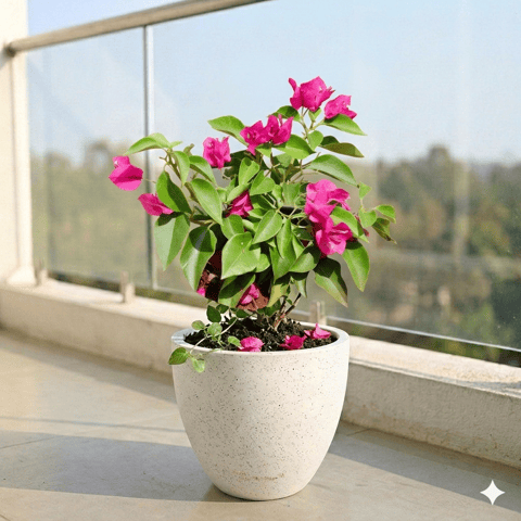 Bougainvillea Pink Dwarf in 08 X 08 Inch Live Fresh Plant White Premium Convessa Fiberglass Planter in Mayur Vihar Phase 1