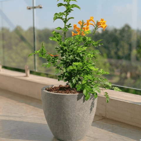 Tecoma Orange in 10 X 10 Inch Live Plant Grey Premium Convessa Fiberglass Planter