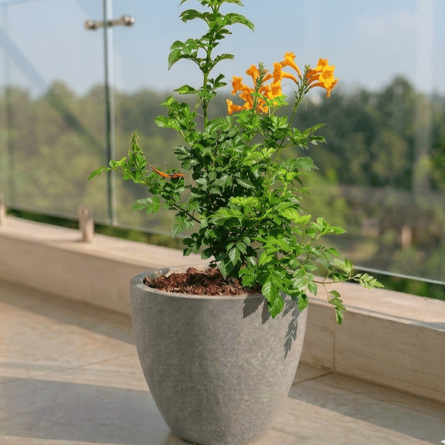 Tecoma Orange in 10 X 10 Inch Grey Premium Convessa Fiberglass Planter