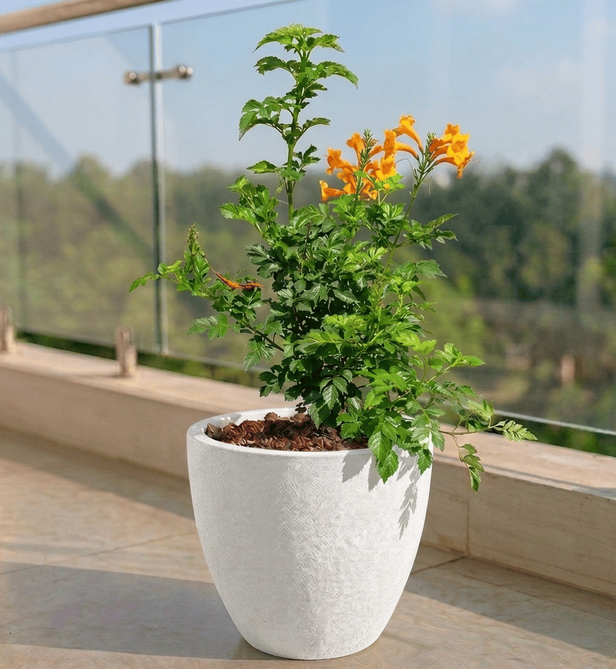 Tecoma Orange in 10 X 10 Inch White Premium Convessa Fiberglass Planter