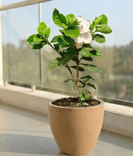 Gardenia / Gandhraj White in 10 X 10 Inch Sandstone Premium Convessa Fiberglass Planter