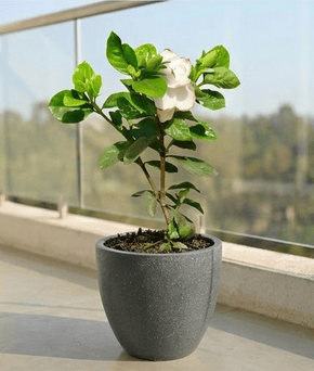 Gardenia / Gandhraj White in 10 X 10 Inch Grey Premium Convessa Fiberglass Planter