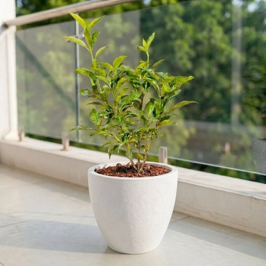 Singal Tagar in 10 X 10 Inch White Premium Convessa Fiberglass Planter
