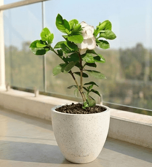 Gardenia / Gandhraj White in 10 X 10 Inch White Premium Convessa Fiberglass Planter