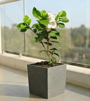 Gardenia / Gandhraj White in 8 X 8 Inch Grey Premium Kyvos Fiberglass Planter