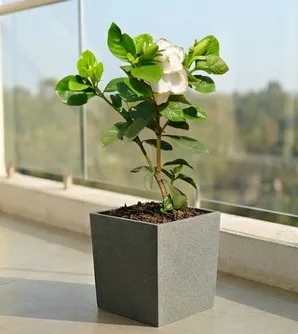 Gardenia / Gandhraj White in 8 X 8 Inch Grey Premium Kyvos Fiberglass Planter