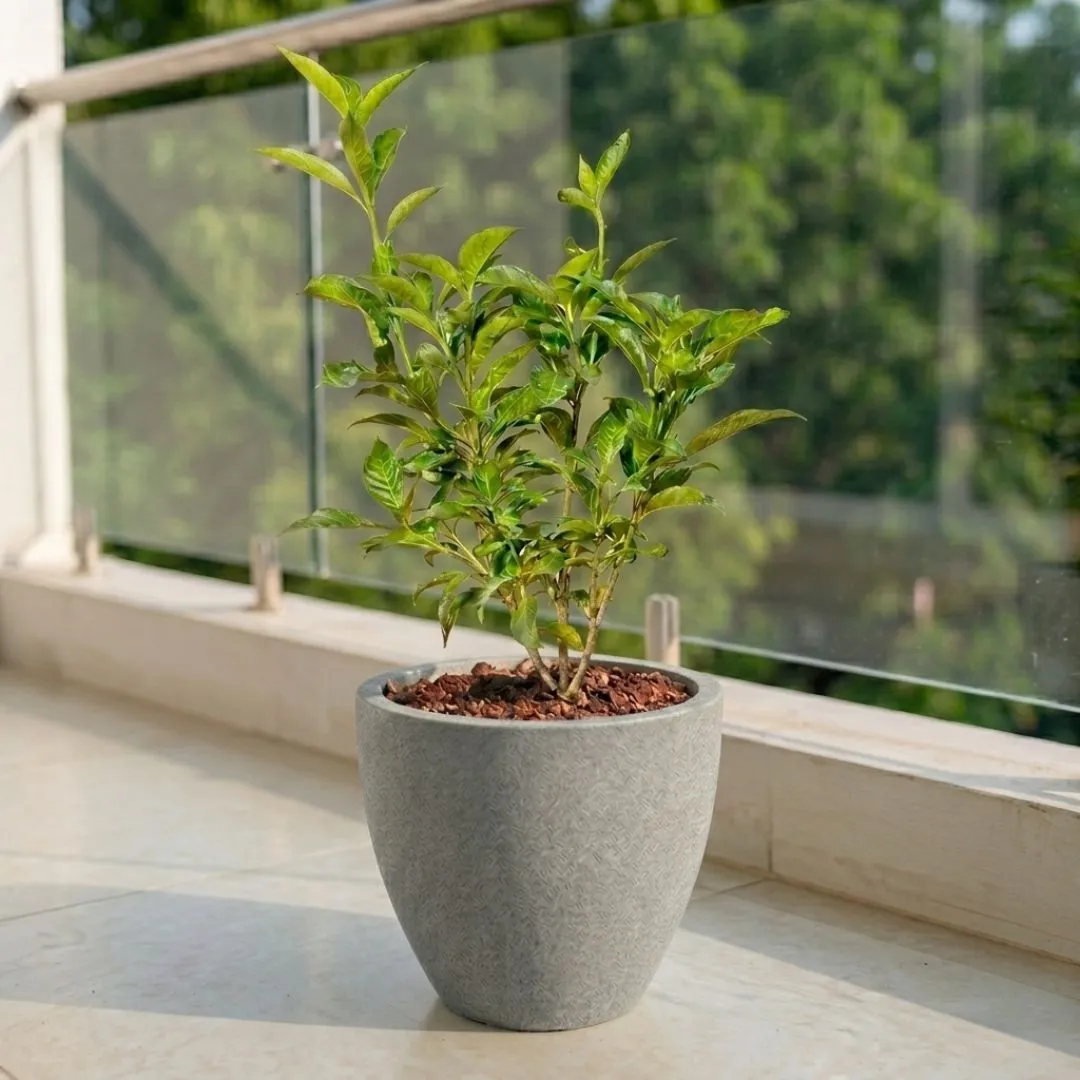 Singal Tagar in 10 X 10 Inch Grey Premium Convessa Fiberglass Planter