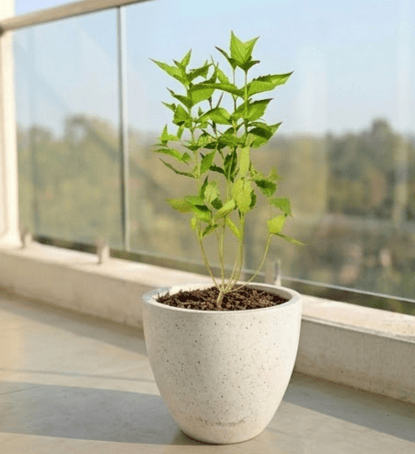 Parijaat in 10 X 10 Inch White Premium Convessa Fiberglass Planter