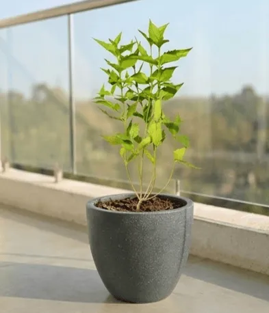 Parijaat in 10 X 10 Inch Grey Premium Convessa Fiberglass Planter